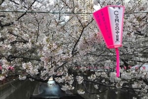 Evening Hanami (Cherry Blossom) Experience with a Local