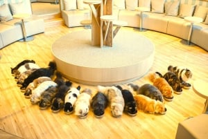 Tokyo: Gotokuji-lykkekatttempel og Harajuku Shibuya-kattekafé