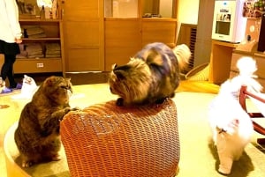 Tokyo: Gotokuji-lykkekatttempel og Harajuku Shibuya-kattekafé