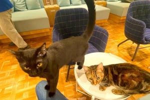 Tokyo: Gotokuji-lykkekatttempel og Harajuku Shibuya-kattekafé