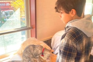 Tokyo: Gotokuji-lykkekatttempel og Harajuku Shibuya-kattekafé