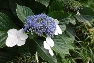 Känn vulkanen genom att vandra på Mt.Mihara