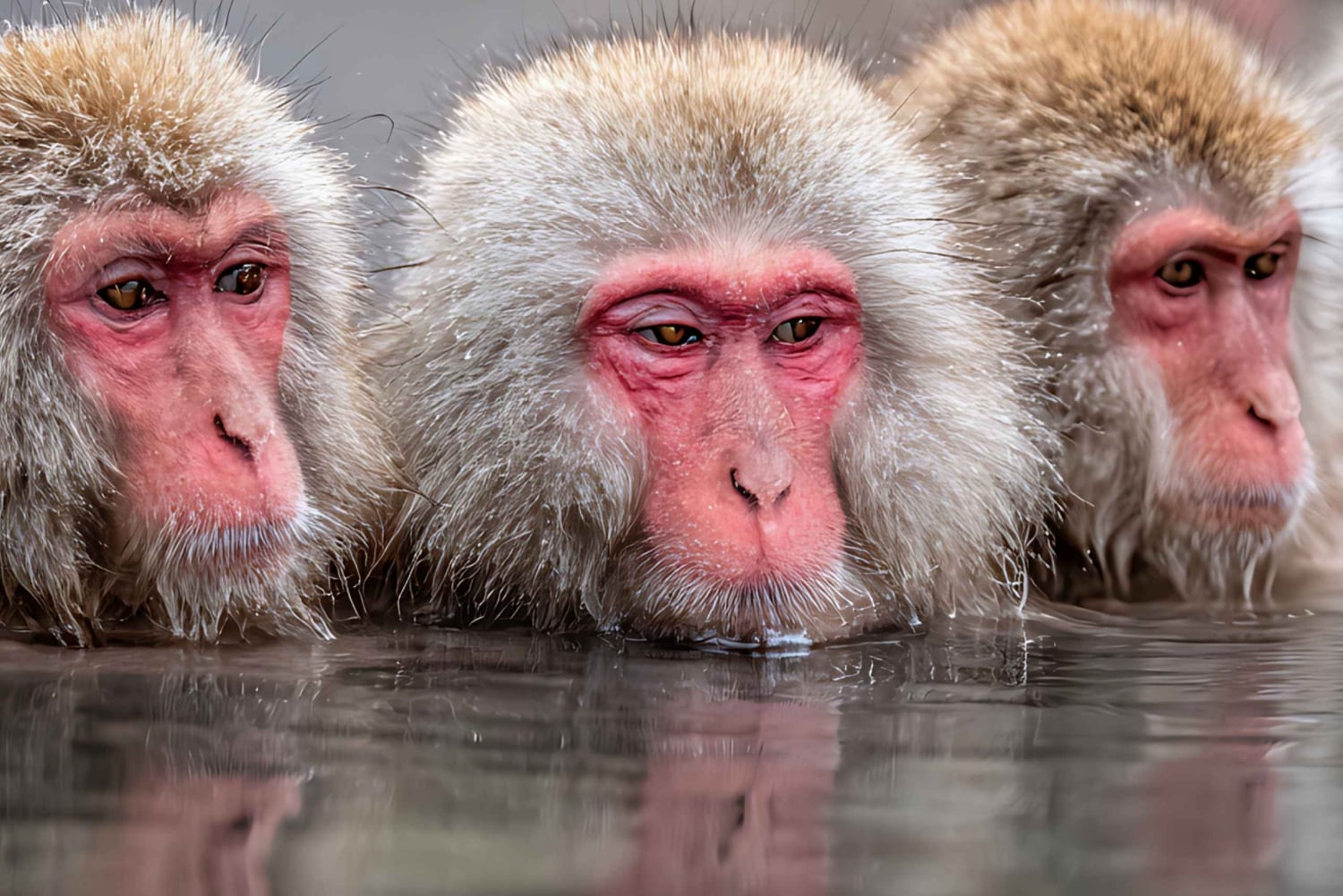 Из Нагано и Токио: частная поездка в Нагано с возможностью полной адаптации