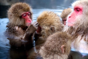 Из Нагано и Токио: частная поездка в Нагано с возможностью полной адаптации