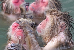 Из Нагано и Токио: частная поездка в Нагано с возможностью полной адаптации