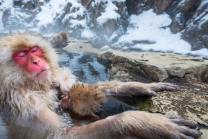 Из Нагано и Токио: частная поездка в Нагано с возможностью полной адаптации
