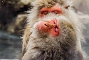 Из Нагано и Токио: частная поездка в Нагано с возможностью полной адаптации