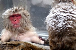 Из Нагано и Токио: частная поездка в Нагано с возможностью полной адаптации