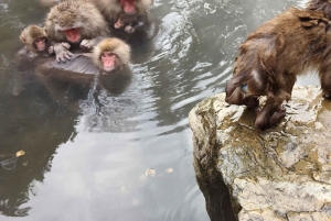 Из Нагано и Токио: частная поездка в Нагано с возможностью полной адаптации