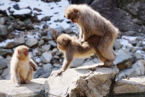 Из Нагано и Токио: частная поездка в Нагано с возможностью полной адаптации