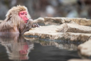 Из Нагано и Токио: частная поездка в Нагано с возможностью полной адаптации