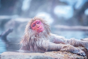 Из Нагано и Токио: частная поездка в Нагано с возможностью полной адаптации