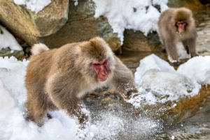 Из Нагано и Токио: частная поездка в Нагано с возможностью полной адаптации