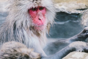 Из Нагано и Токио: частная поездка в Нагано с возможностью полной адаптации