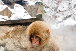 Из Нагано и Токио: частная поездка в Нагано с возможностью полной адаптации