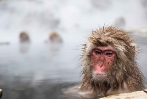 Из Нагано и Токио: частная поездка в Нагано с возможностью полной адаптации