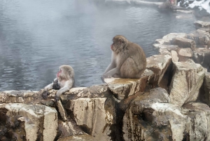 Из Нагано и Токио: частная поездка в Нагано с возможностью полной адаптации