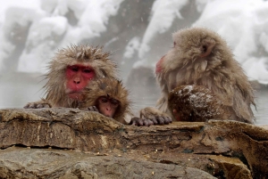 Из Нагано и Токио: частная поездка в Нагано с возможностью полной адаптации