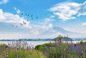 Från Tokyo: Privat dagstur med bil till Fuji-berget