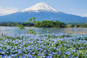 Tour del Monte Fuji: 6 luoghi imperdibili, Lago Kawaguchi, Oshino Hakkai