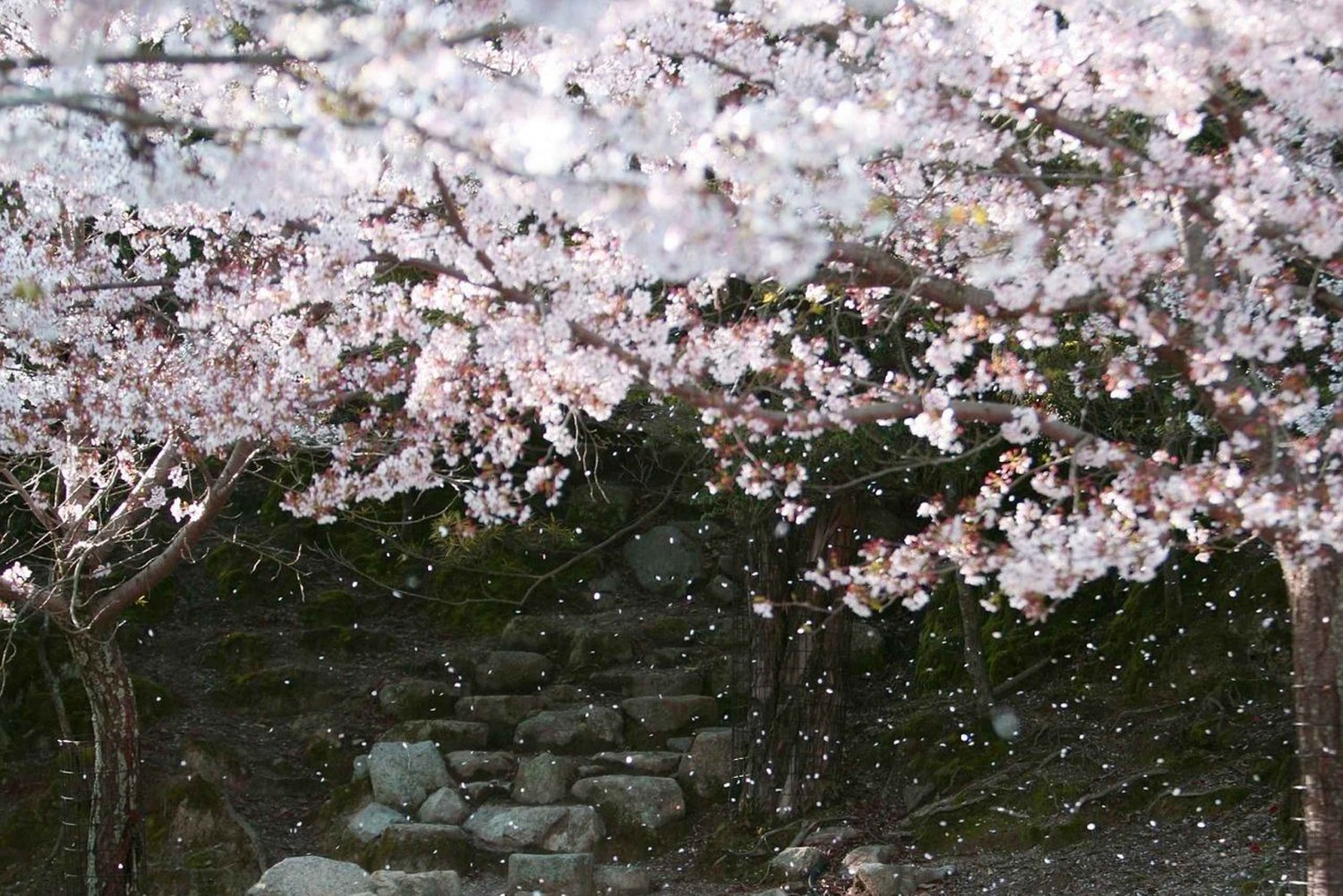 From Tokyo: Cherry Blossom Private Sightseeing Tour