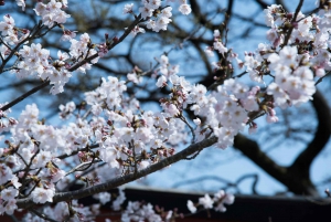 From Tokyo: Cherry Blossom Private Sightseeing Tour