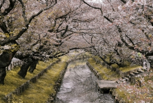 From Tokyo: Cherry Blossom Private Sightseeing Tour