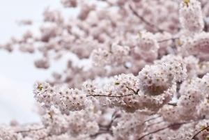 From Tokyo: Cherry Blossom Private Sightseeing Tour