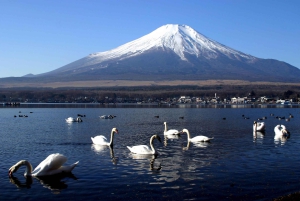 Depuis Tokyo : Région du mont Fuji - FujiQ - Lac Kawaguchiko - Pagode Chureito
