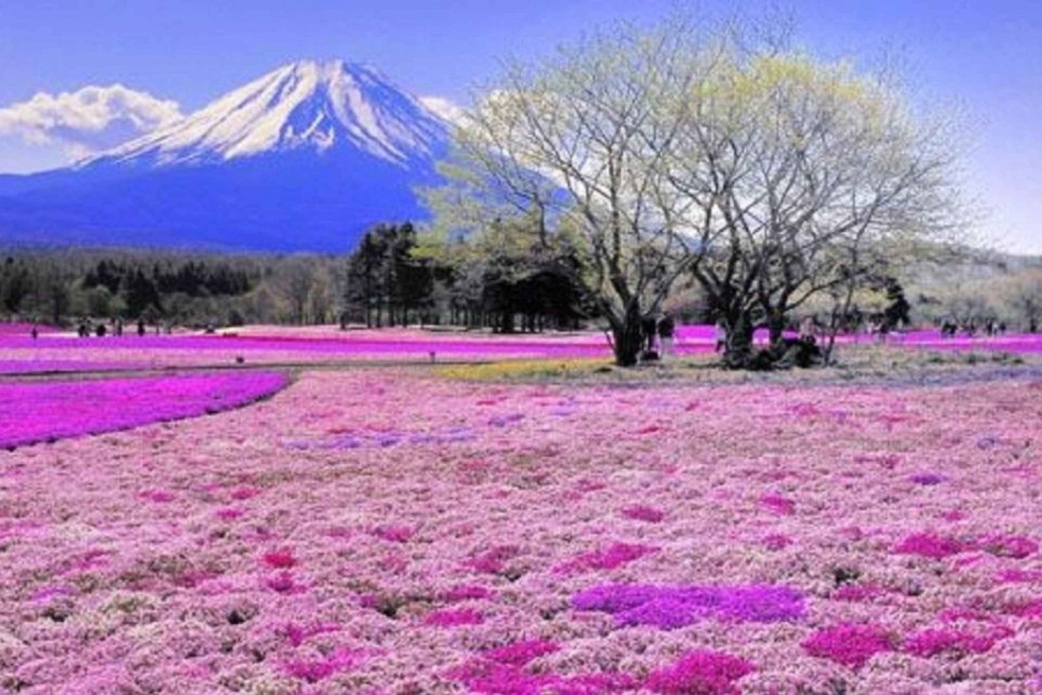 From Tokyo: Guided Day Trip to Kawaguchi Lake and Mt. Fuji