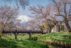 Tokyo: Instagram-Worthy Mt Fuji & Lake Kawaguchiko Day Trip