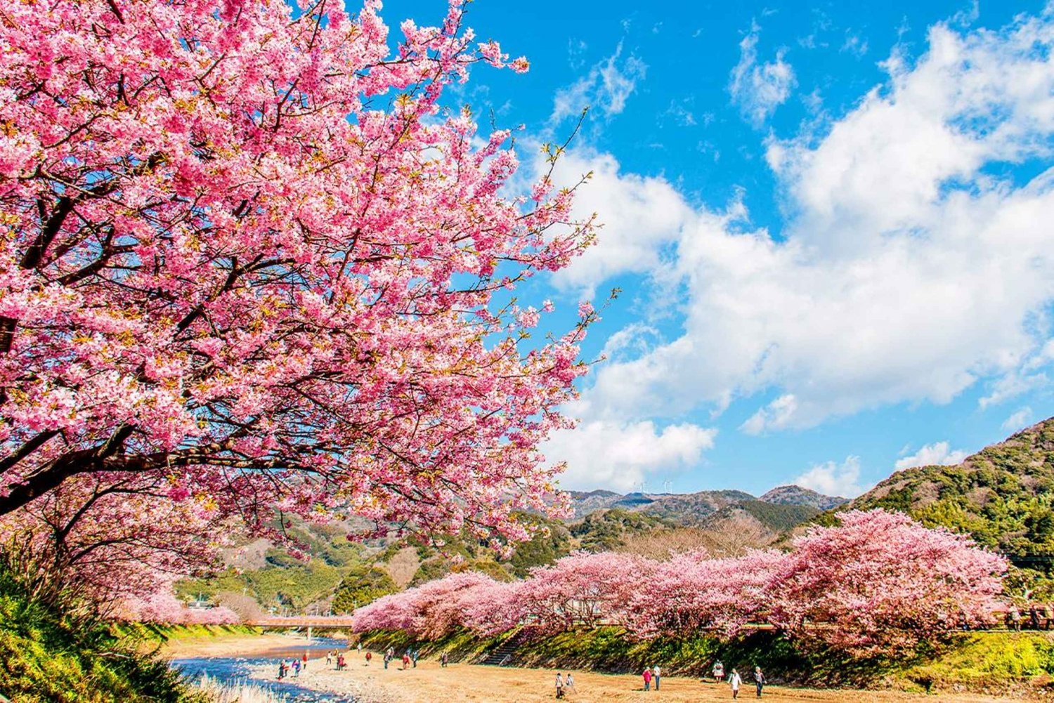 From Tokyo: Kawazu Sakura, Strawberry & Hot Spring Day Tour