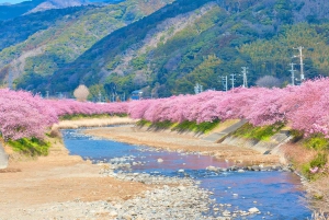 From Tokyo: Kawazu Sakura, Strawberry & Hot Spring Day Tour