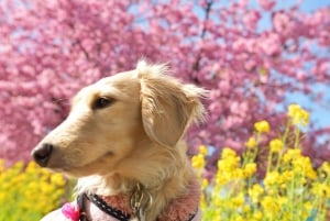 From Tokyo: Kawazu Sakura, Strawberry & Hot Spring Day Tour