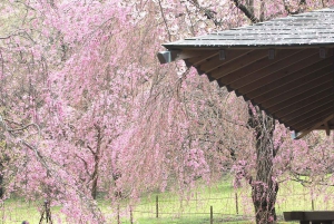 From Tokyo: Kawazu Sakura, Strawberry & Hot Spring Day Tour