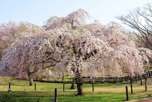 From Tokyo: Kawazu Sakura, Strawberry & Hot Spring Day Tour