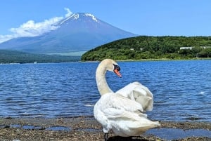 Tokyo: 6 punti panoramici del Monte Fuji - Lago Yamanaka, Oshino Hakkai