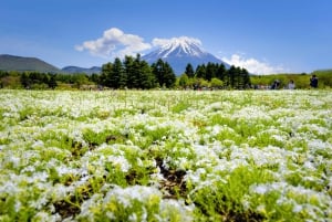 Tokyo: 6 punti panoramici del Monte Fuji - Lago Yamanaka, Oshino Hakkai