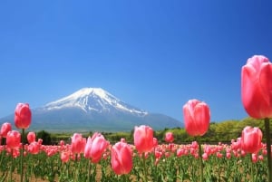 Tokyo: 6 punti panoramici del Monte Fuji - Lago Yamanaka, Oshino Hakkai