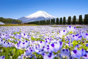 Tokyo: 6 punti panoramici del Monte Fuji - Lago Yamanaka, Oshino Hakkai