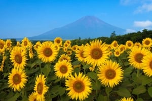 Tokyo: 6 punti panoramici del Monte Fuji - Lago Yamanaka, Oshino Hakkai