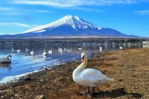 Tokyo: 6 punti panoramici del Monte Fuji - Lago Yamanaka, Oshino Hakkai