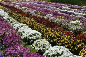 東京発：富士山1日プライベートツアー（カスタマイズ可）