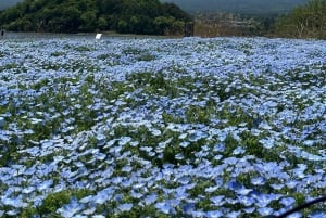 東京発：富士山1日プライベートツアー（カスタマイズ可）