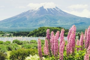 Tokiosta: Pakollinen koko päivän retki Fuji-vuoren kohokohtiin