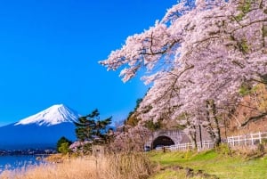 Tokiosta: Pakollinen koko päivän retki Fuji-vuoren kohokohtiin