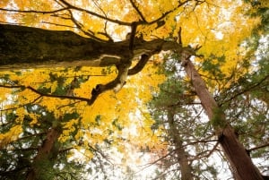 From Tokyo: Mount Fuji or Hakone Customized Day Trip