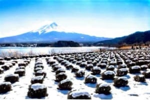 Da Tokyo: tour privato di un giorno al Monte Fuji con guida in inglese