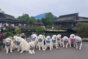 Koko päivän yksityinen kierros Fujille Tokiosta (mukautettavissa)