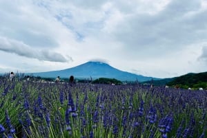 From Tokyo: Mt. Fuji or Hakone Sightseeing Private Day Tour